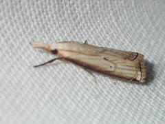 Calamotropha