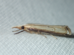 Calamotropha