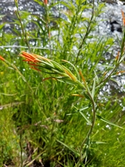 Castilleja minor stenantha
