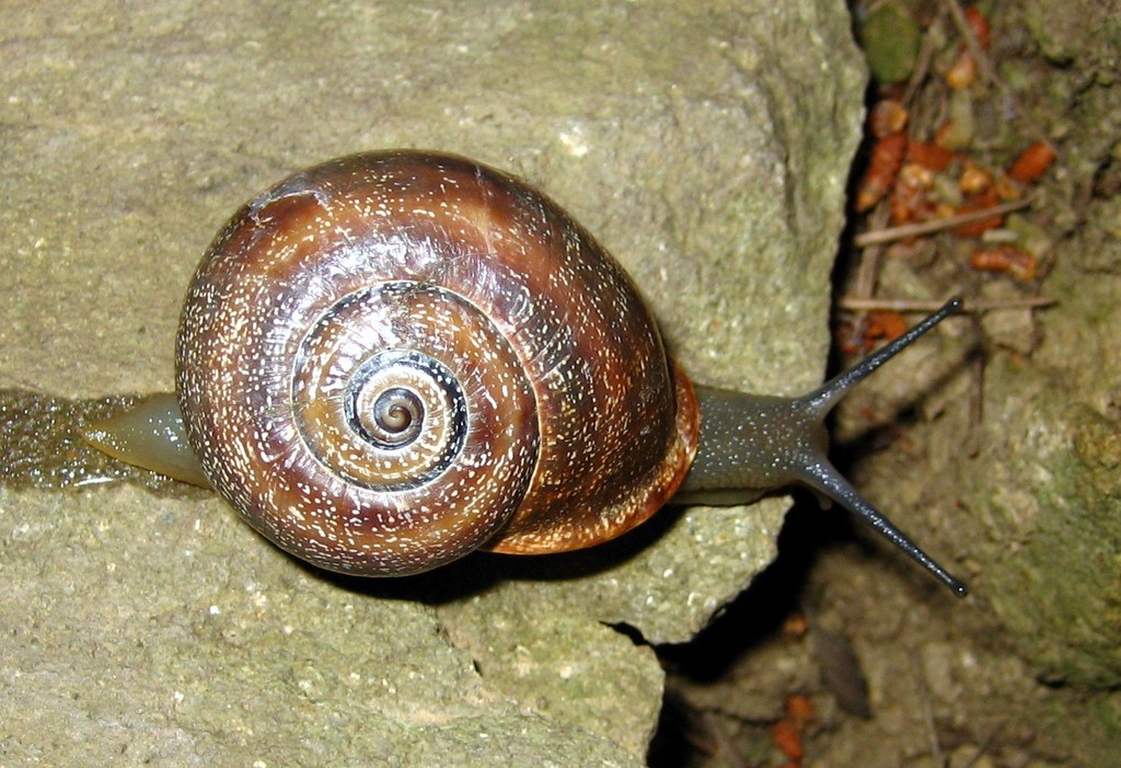 Milk snail