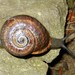 Spanish Snail - Photo (c) Xvazquez, some rights reserved (CC BY-SA)