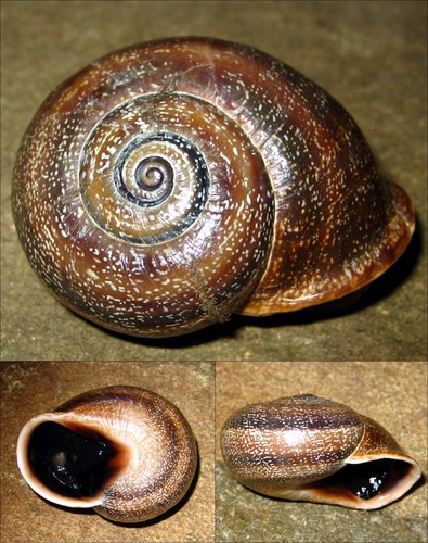 Spanish Snail