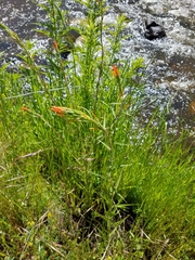 Castilleja minor stenantha