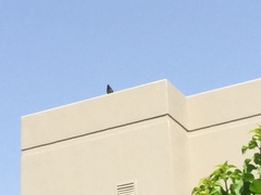 Acridotheres tristis