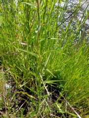 Castilleja minor stenantha