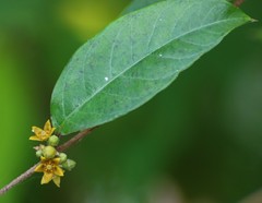 Hemidesmus indicus