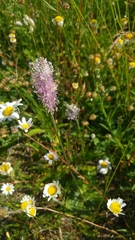 Plantago media