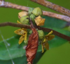 Hemidesmus indicus