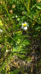 Plantago media
