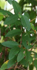 Hemidesmus indicus