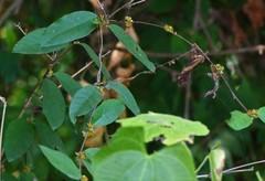 Hemidesmus indicus