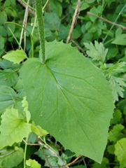 Asteroideae