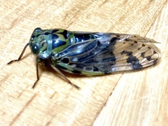 Platypleura kuroiwae