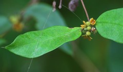 Hemidesmus indicus