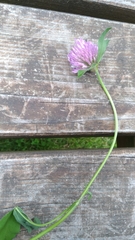Trifolium pratense