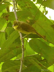 Phyllastrephus icterinus