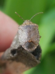 Dryadocoris apicalis