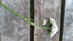 Valeriana officinalis