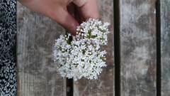 Valeriana officinalis