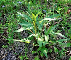 Saussurea pseudotilesii