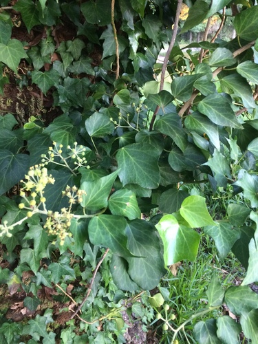 Hedera helix image