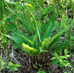 Saussurea pseudotilesii