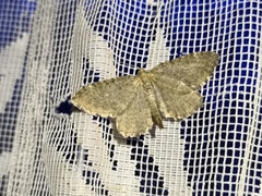 Philereme vetulata