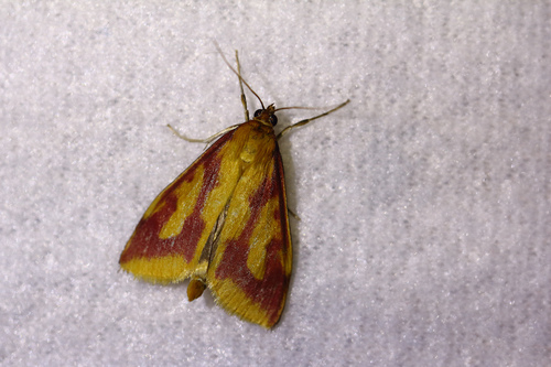 Ostrinia palustralis