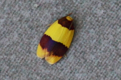 Heterallactis euchrysa