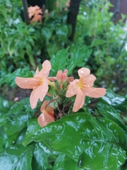 Crossandra infundibuliformis