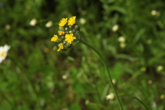 Pilosella glomerata