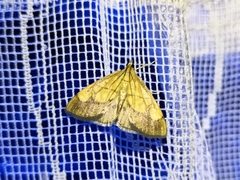 Evergestis limbata