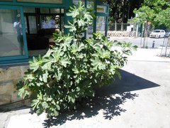 Ficus carica
