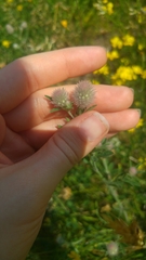 Trifolium arvense