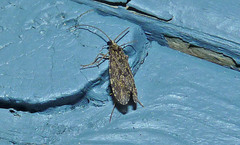 Annulipalpia