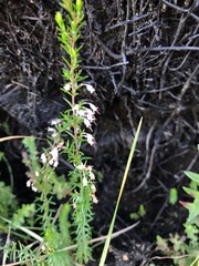 Erica fuscescens