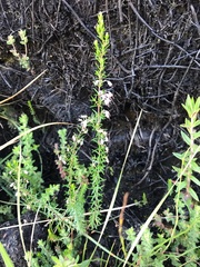 Erica fuscescens