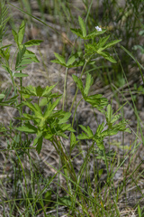 Geranium krylovii