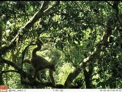 Brachyteles hypoxanthus