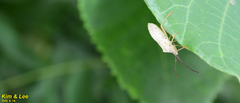 Homoeocerus dilatatus