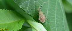 Homoeocerus dilatatus