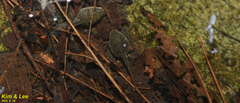 Rana huanrensis