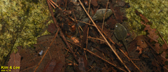 Rana huanrensis