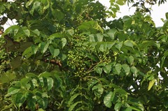 Zanthoxylum rhetsa