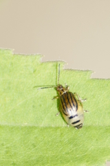 Ophraella conferta