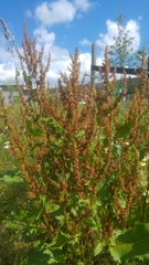 Rumex obtusifolius