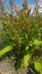 Rumex obtusifolius