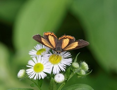Heliophorus brahma