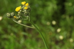 Pilosella glomerata