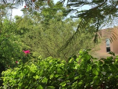 Prosopis cineraria